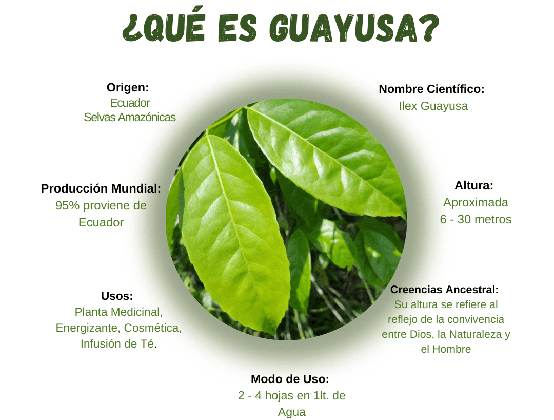 Qué es Guayusa