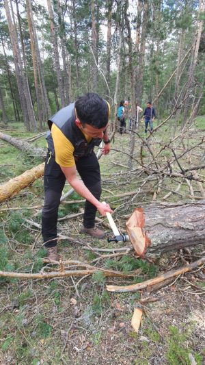 Modernización del sector forestal